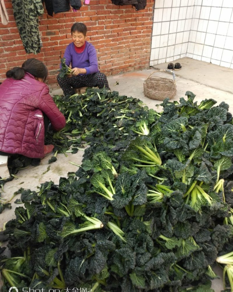 湖北省随州市安居镇泡泡青菜