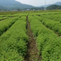 水杉苗