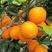 【橙子】纽荷尔脐橙果园看货订购+视频看果诚信批发