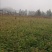 杉木。湖北省利川市一年生优质杉木(刺杉)苗。
