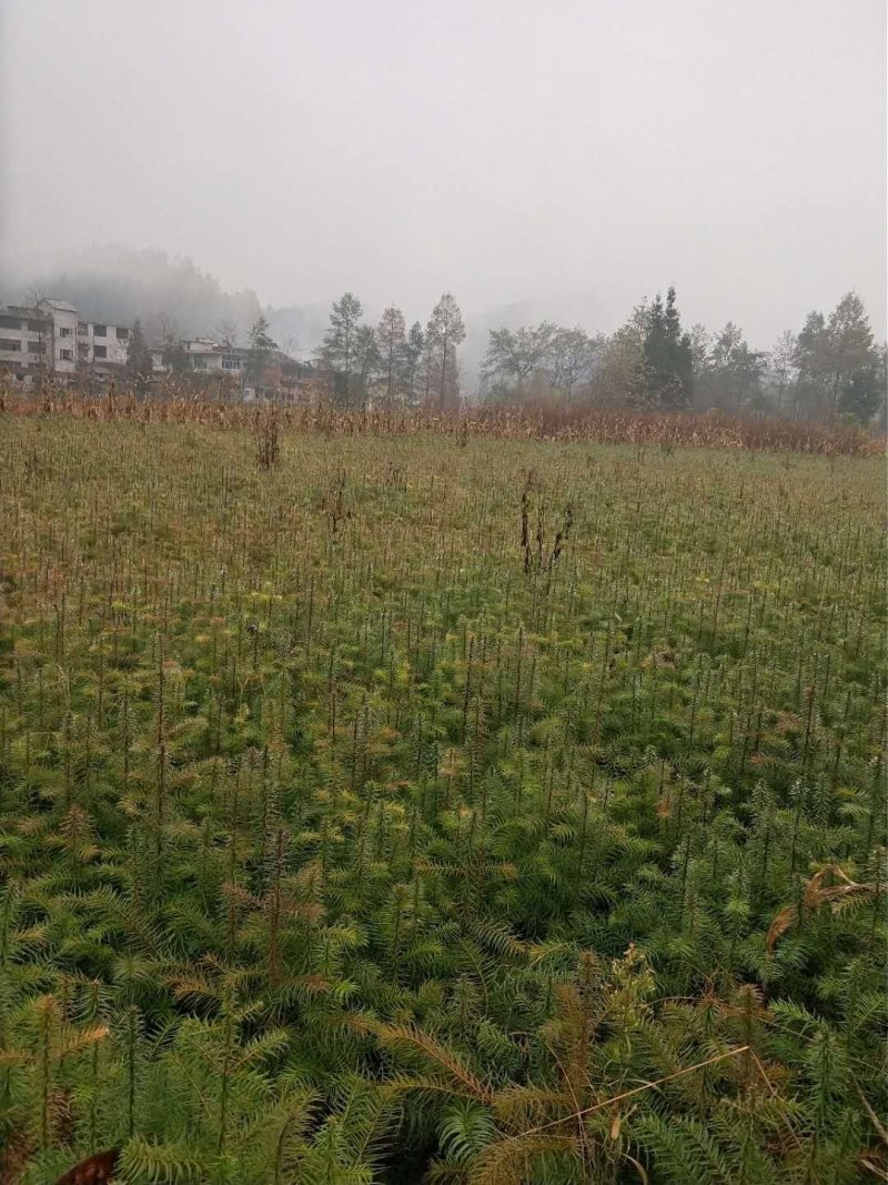 杉木。湖北省利川市一年生优质杉木(刺杉)苗。