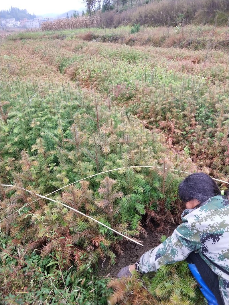 杉木。湖北省利川市一年生优质杉木(刺杉)苗。