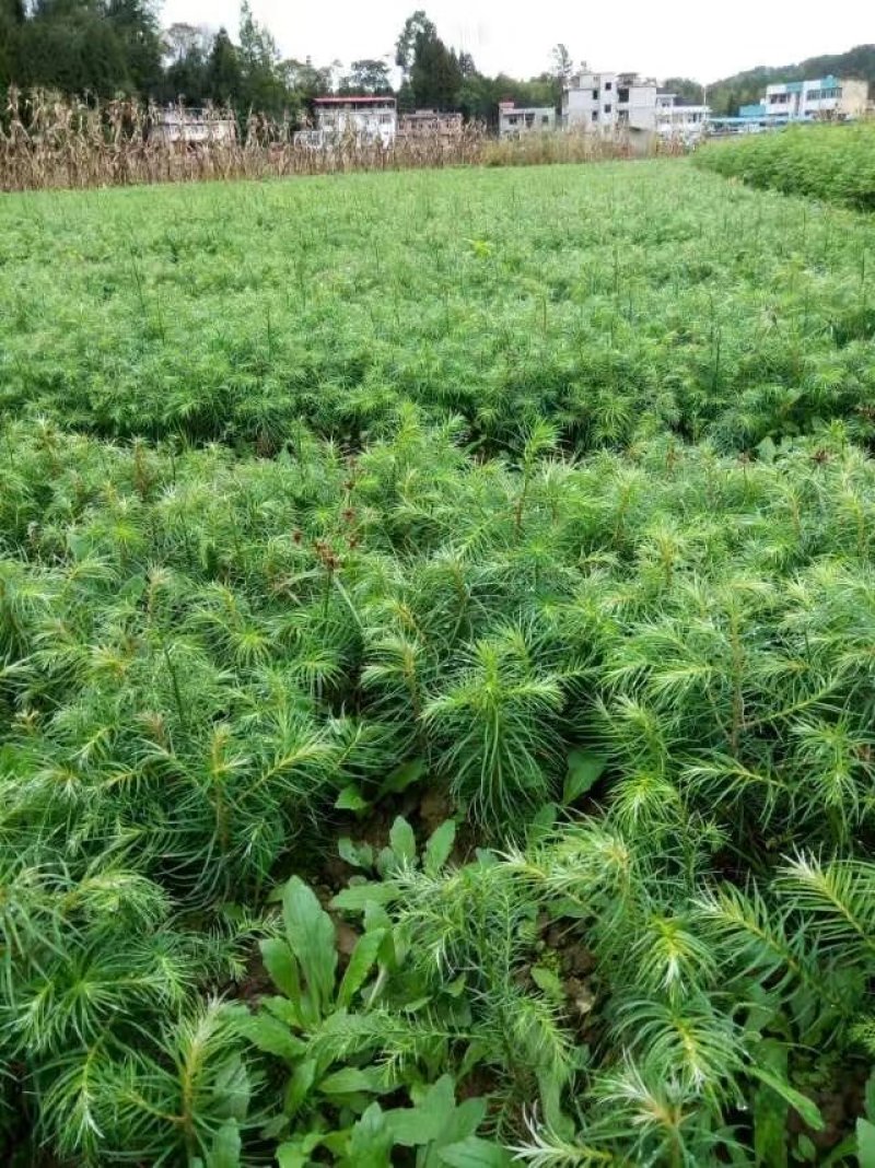 杉木。湖北省利川市一年生优质杉木(刺杉)苗。