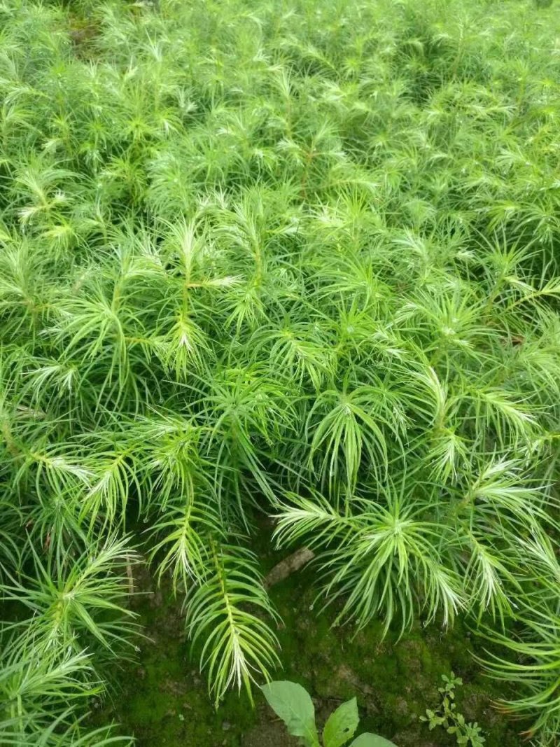 杉木。湖北省利川市一年生优质杉木(刺杉)苗。