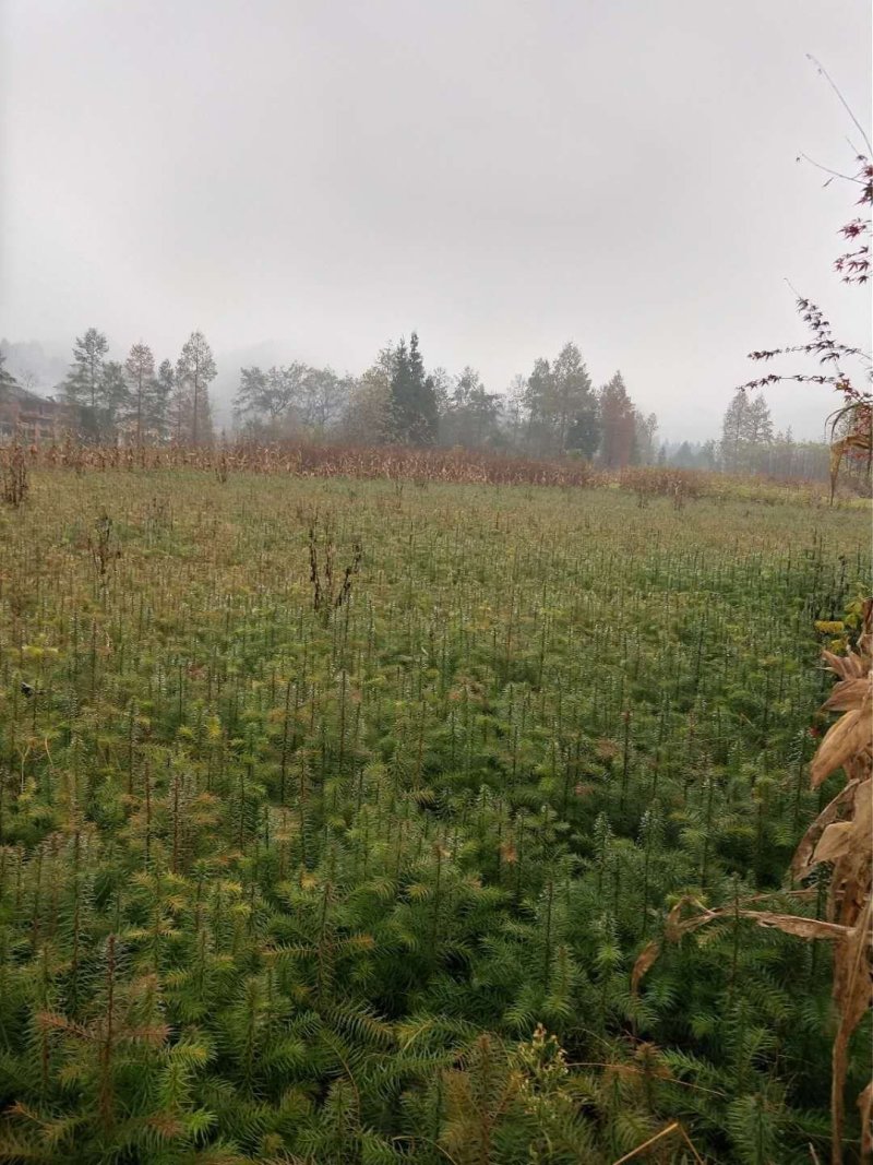 杉木。湖北省利川市一年生优质杉木(刺杉)苗。