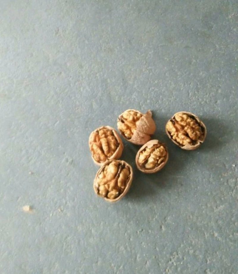核桃