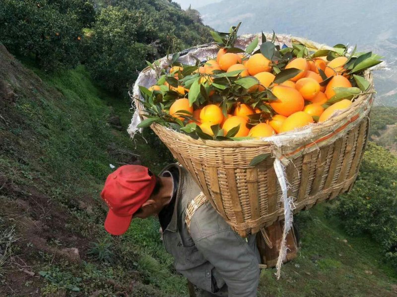 橙子，长虹脐橙产地直销果面好，提供分级打蜡一条龙服务