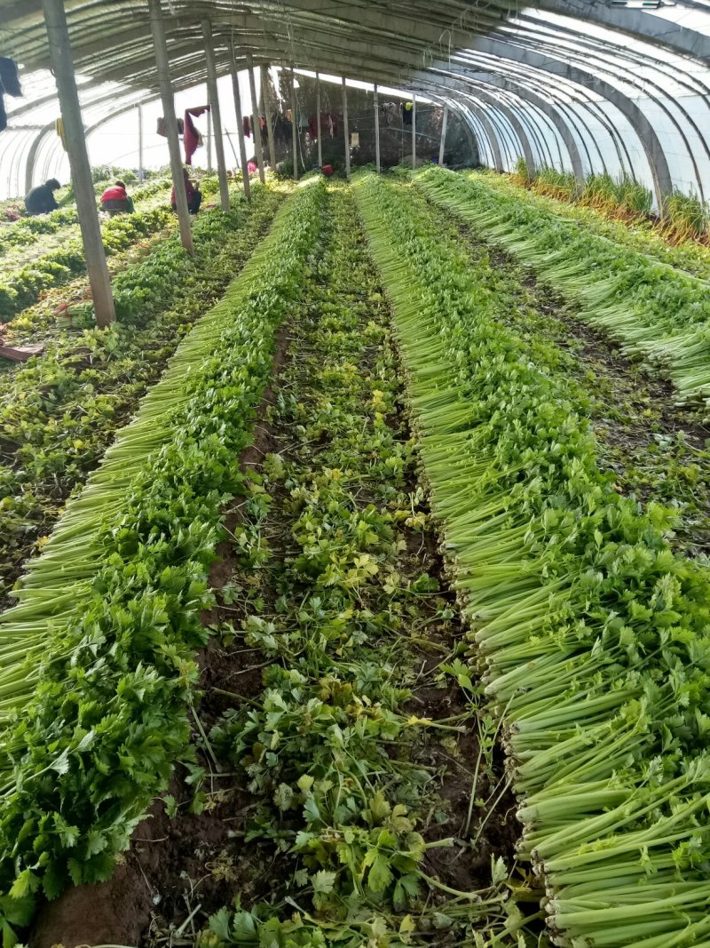 美国西芹大棚种植大量上市细棵优质精品芹菜