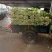 美国西芹大棚种植大量上市细棵优质精品芹菜