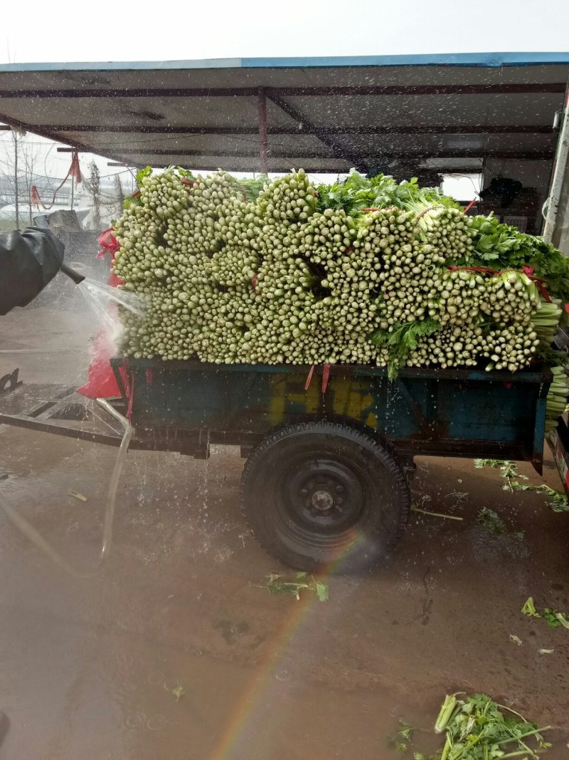 美国西芹大棚种植大量上市细棵优质精品芹菜