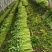 美国西芹大棚种植大量上市细棵优质精品芹菜