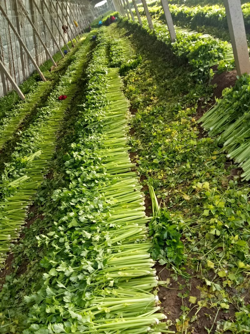 美国西芹大棚种植大量上市细棵优质精品芹菜