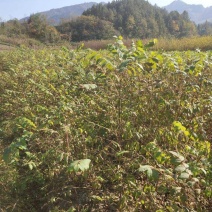 黄柏苗，一年优质苗，两年优质苗，药材苗，经济苗。