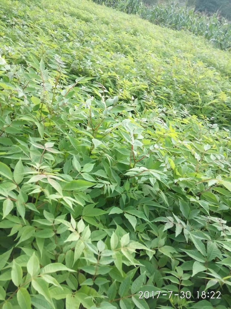 黄柏苗，一年优质苗，两年优质苗，药材苗，经济苗。