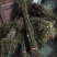 黄柏苗，一年优质苗，两年优质苗，药材苗，经济苗。