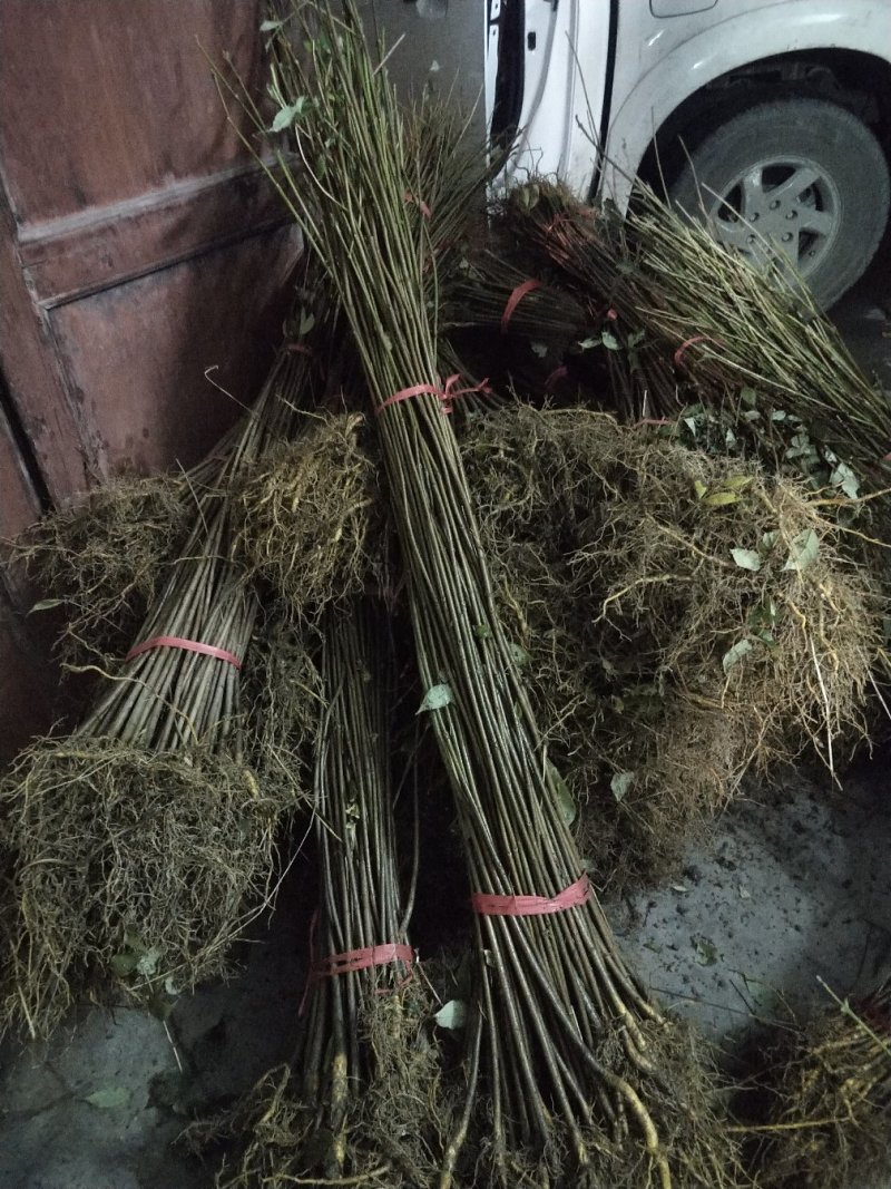 黄柏苗，一年优质苗，两年优质苗，药材苗，经济苗。