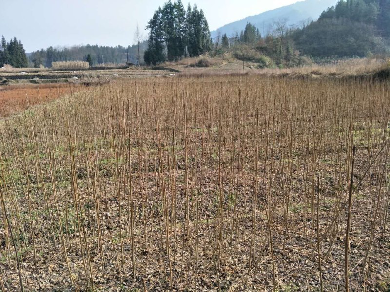 黄柏苗，一年优质苗，两年优质苗，药材苗，经济苗。
