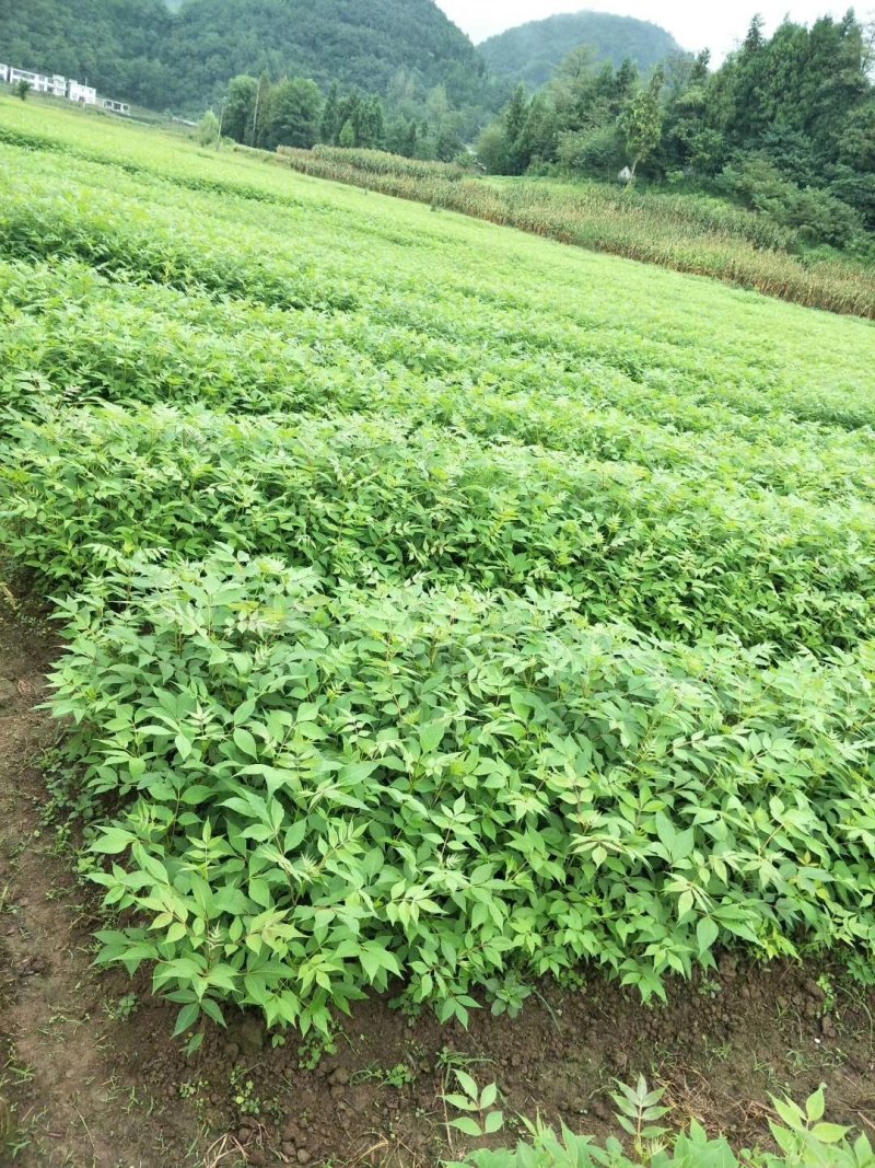 黄柏苗，一年优质苗，两年优质苗，药材苗，经济苗。