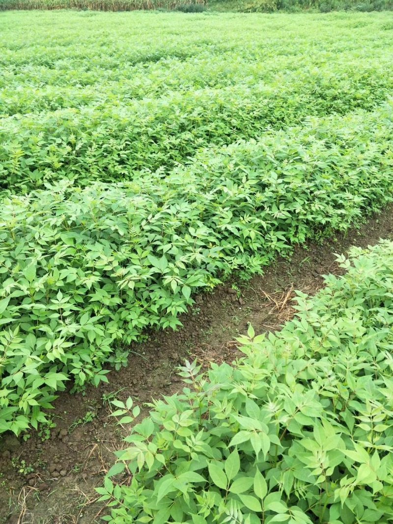 黄柏苗，一年优质苗，两年优质苗，药材苗，经济苗。