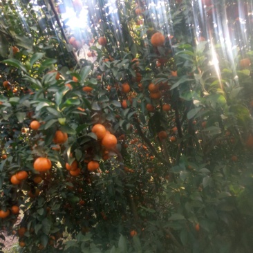 水果