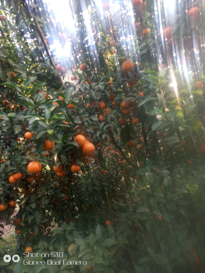 水果