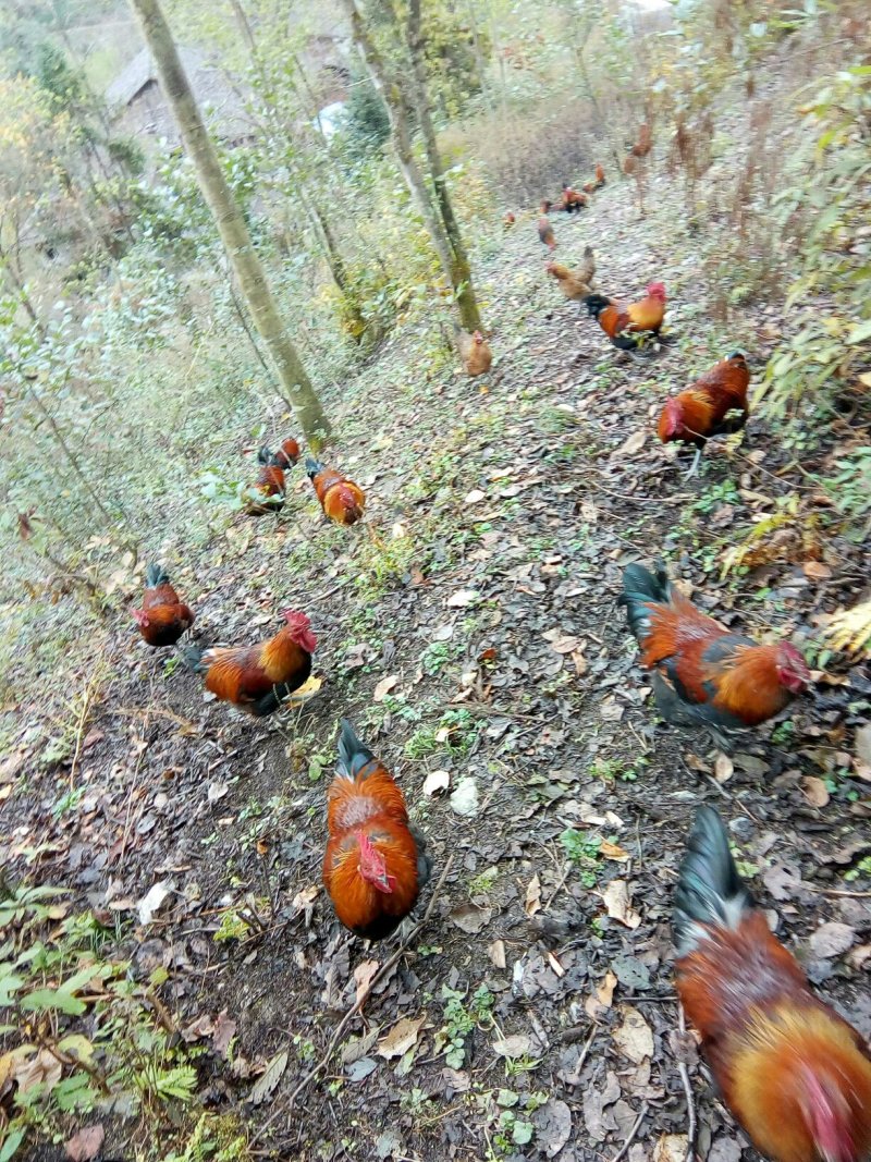 有林地