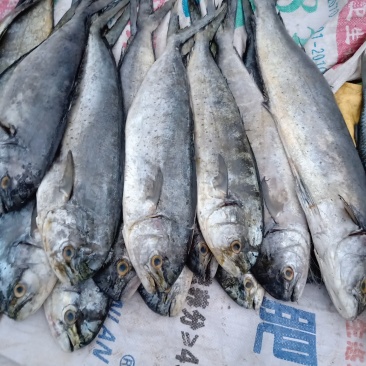 新鲜海刀鱼