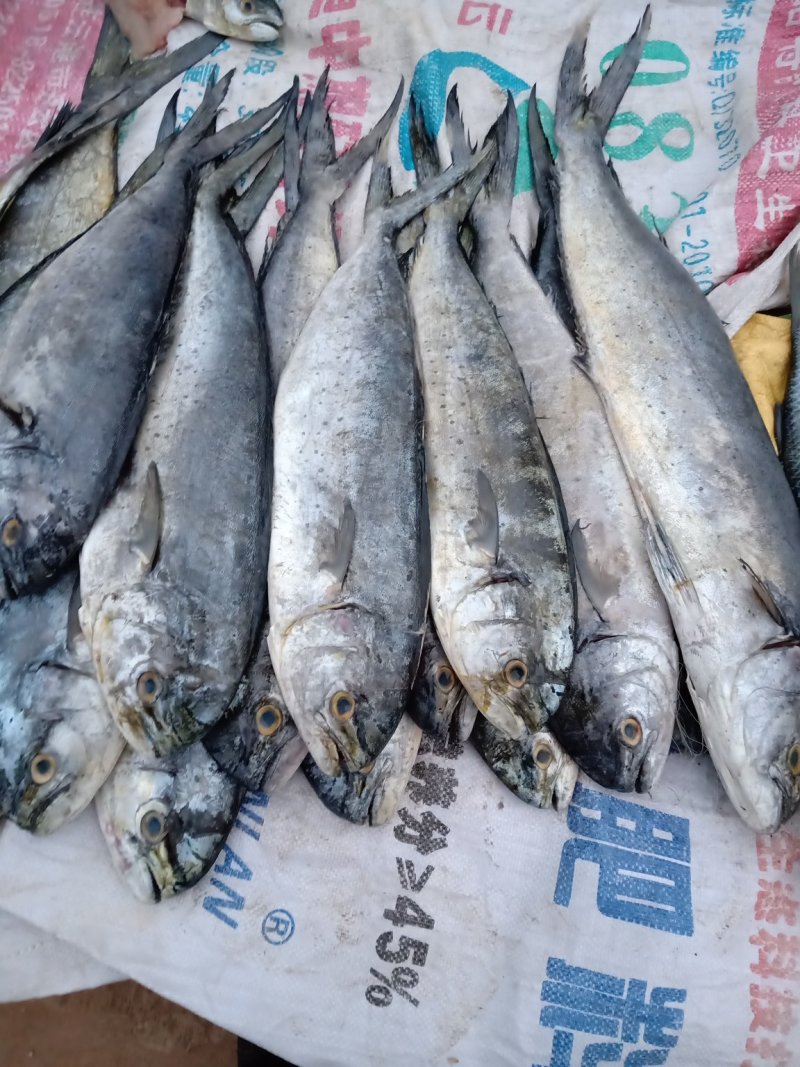 新鲜海刀鱼