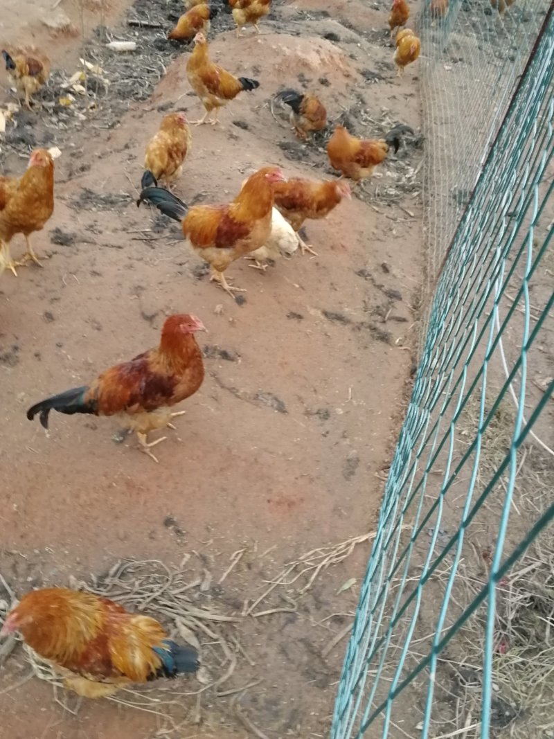 散养小脚鸡吃谷子