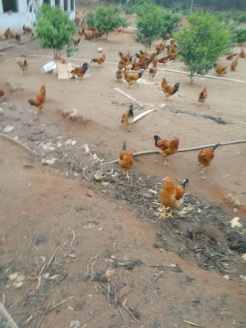 土鸡