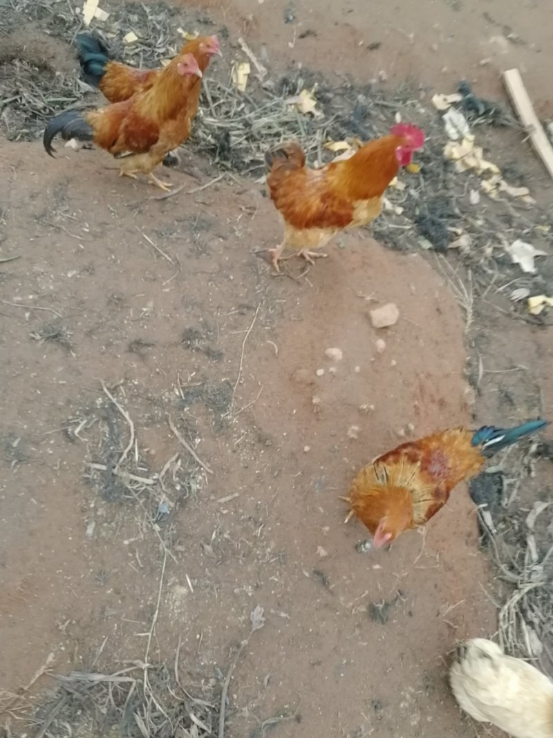 土鸡