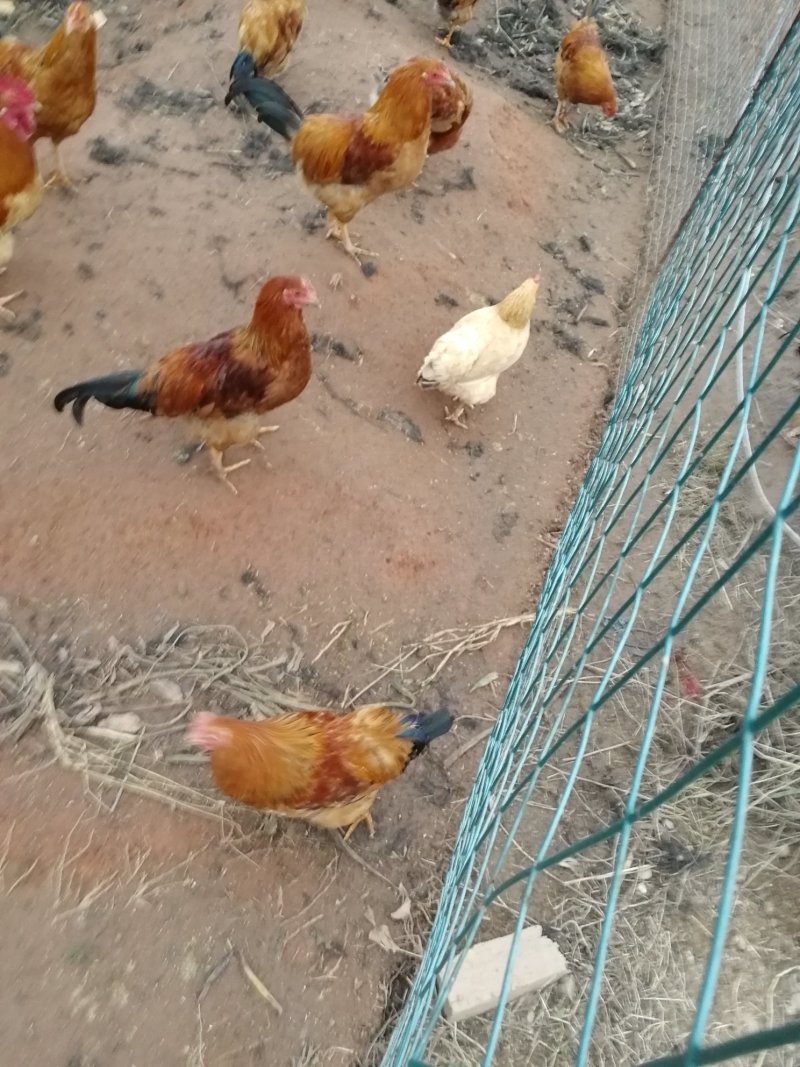 土鸡