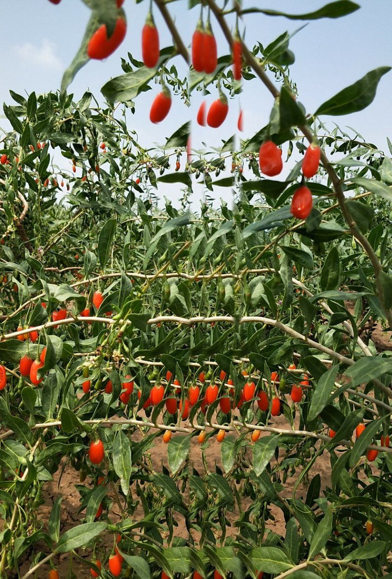 正宗宁夏红红枸杞种植户。