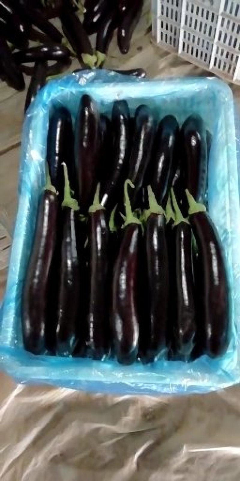 莘县蔬菜绿把长茄子产地直发常年有货全国代发