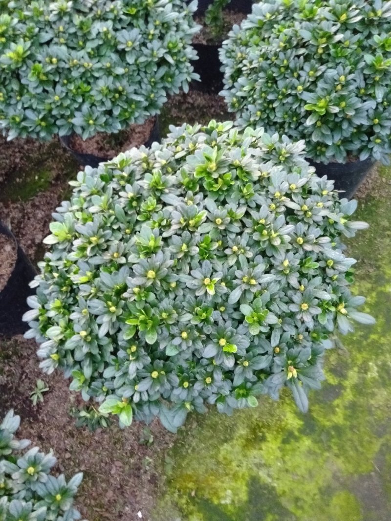 杨梅红杜鹃
