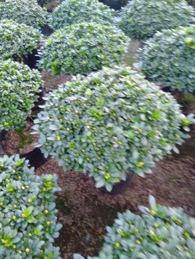 杨梅红杜鹃