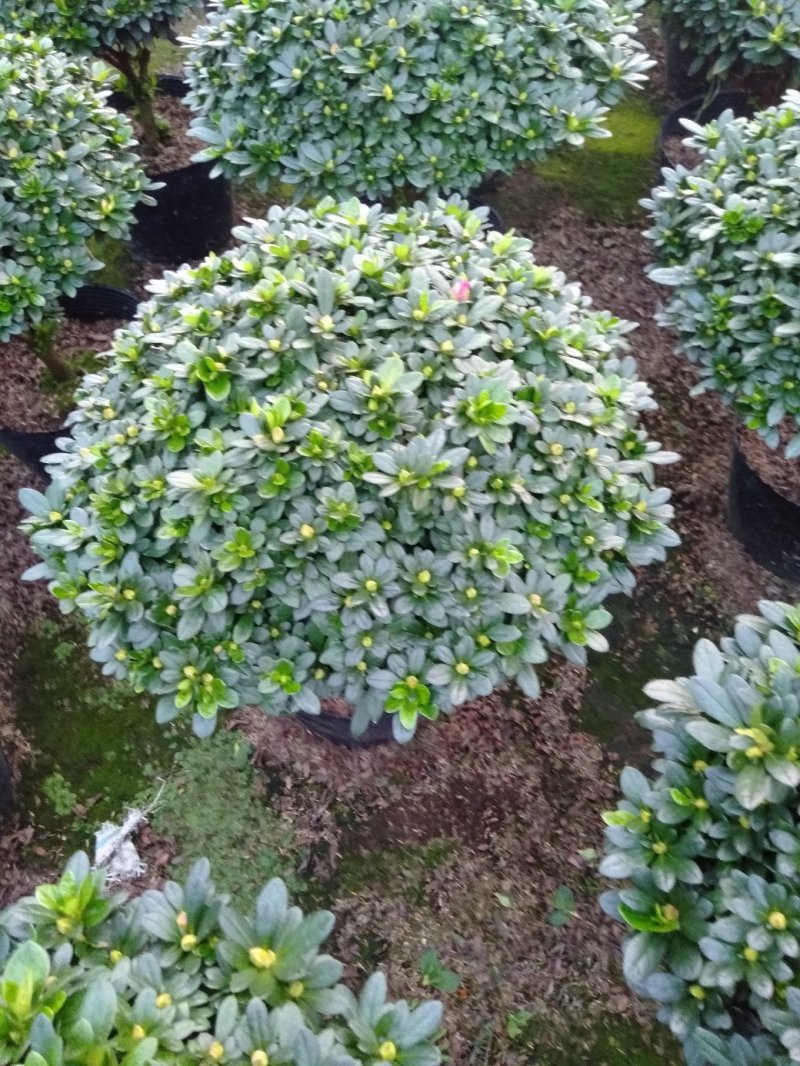 杨梅红杜鹃
