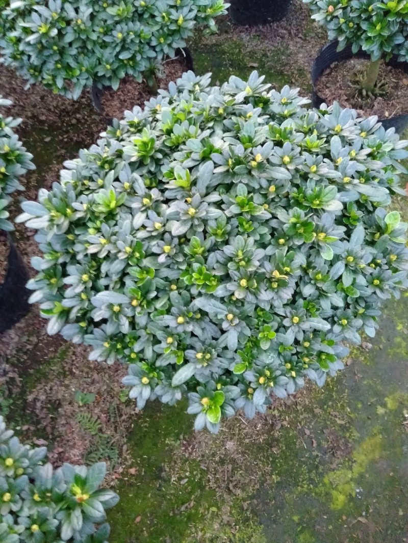 杨梅红杜鹃