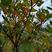 黄栀子成年树，栀子花，花果同期六个月，适应园林绿化观光。