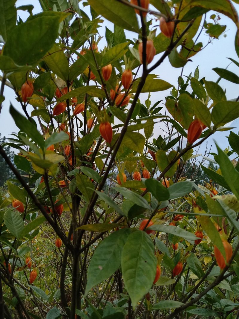 黄栀子成年树，栀子花，花果同期六个月，适应园林绿化观光。