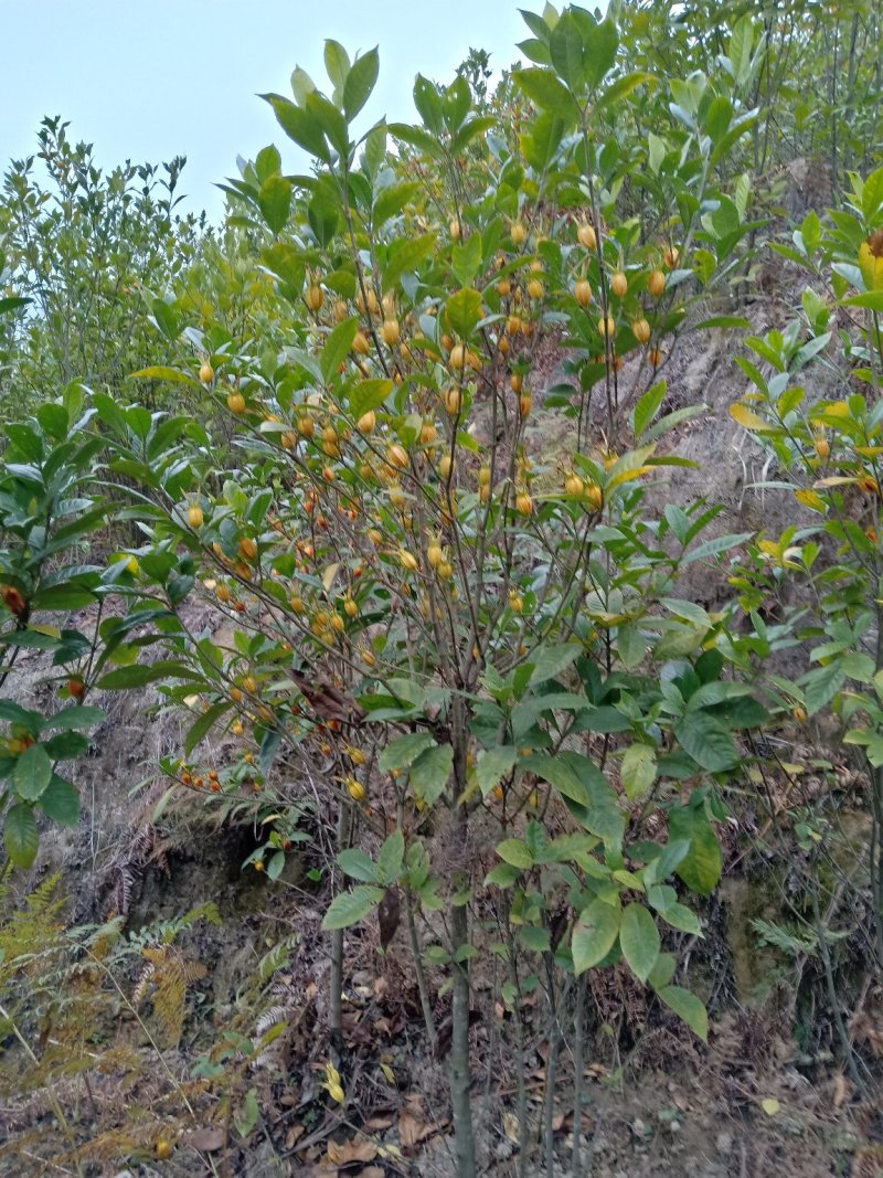 黄栀子成年树，栀子花，花果同期六个月，适应园林绿化观光。