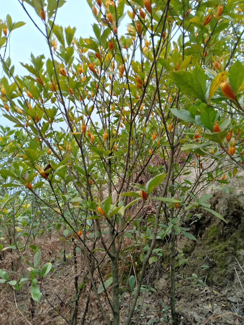 黄栀子成年树，栀子花，花果同期六个月，适应园林绿化观光。