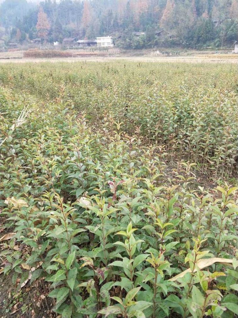 大叶女贞