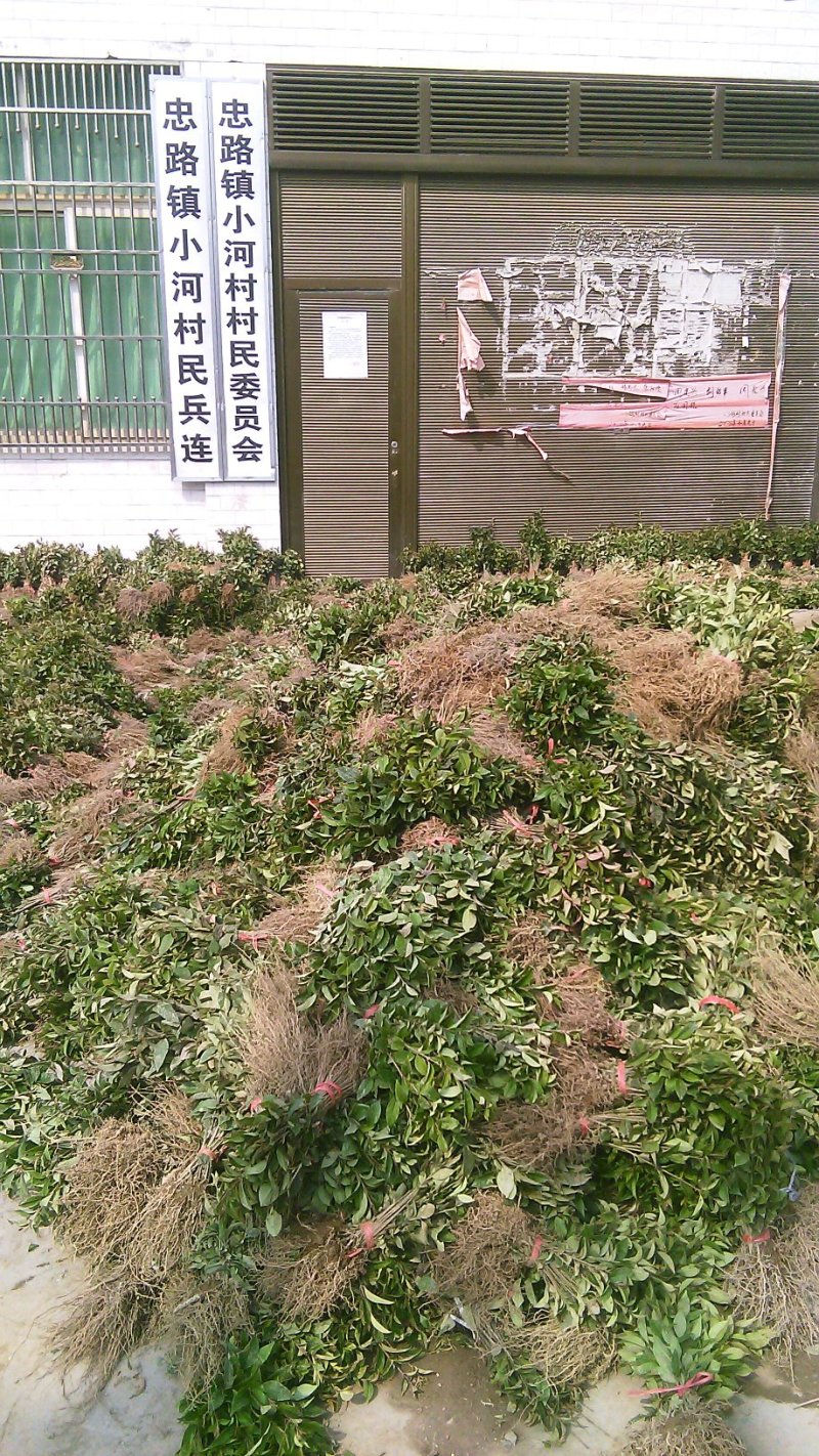 大叶女贞