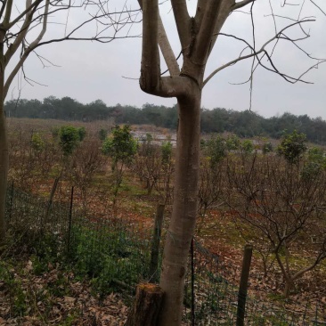 大量无患子树出售7年树欢迎参观考察