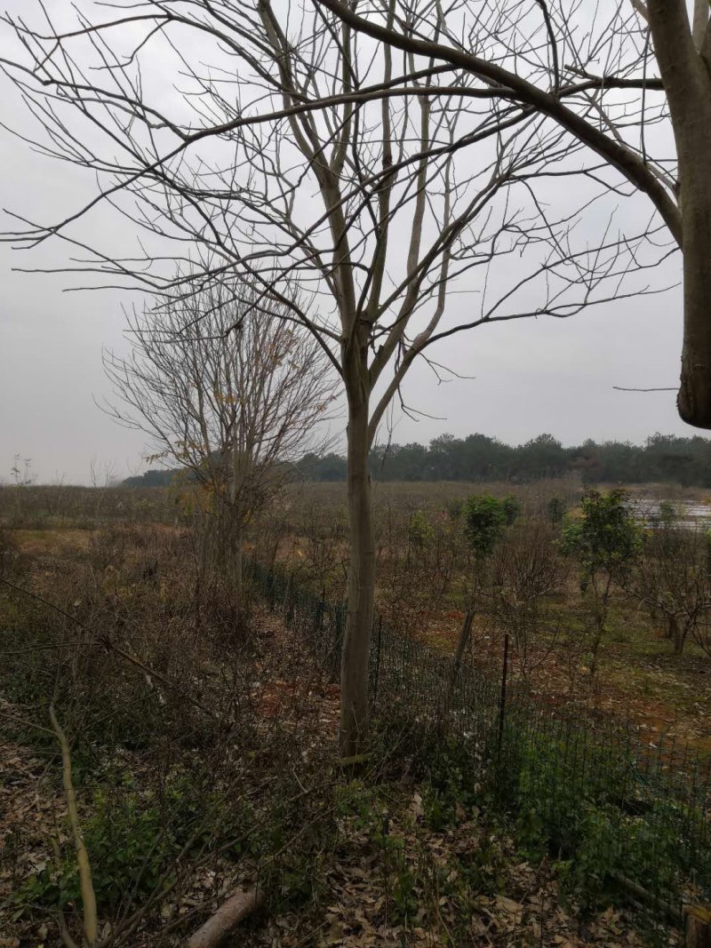 大量无患子树出售7年树欢迎参观考察