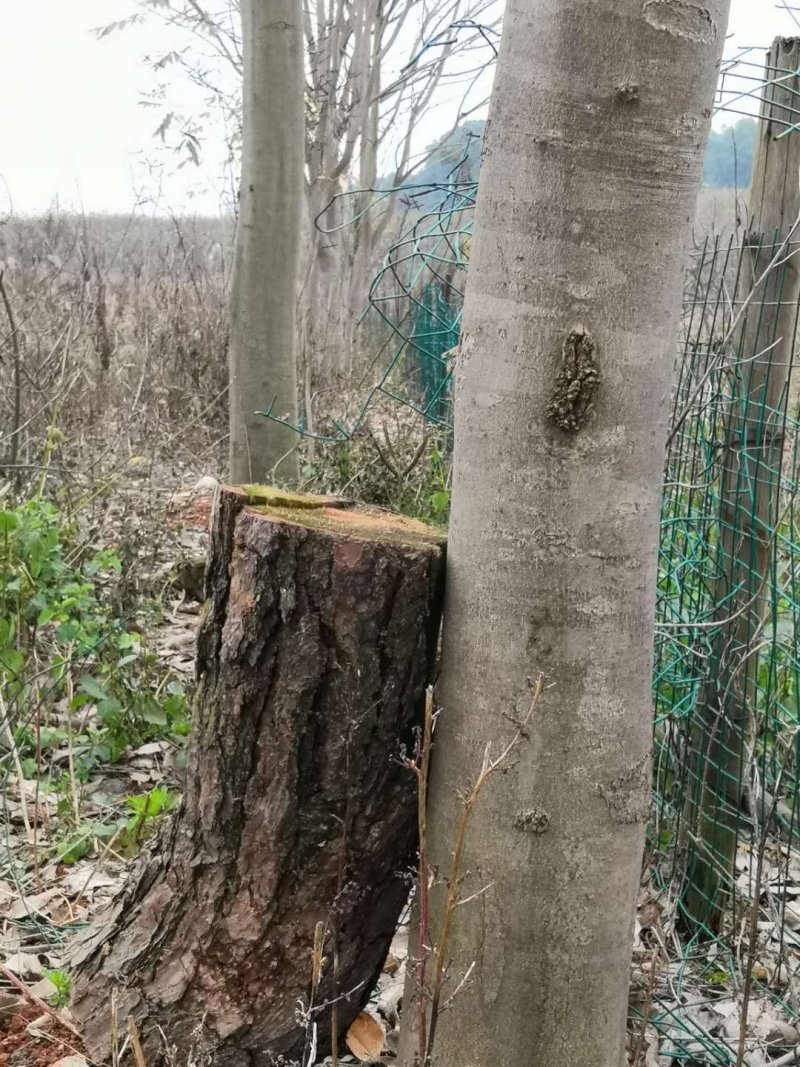 大量无患子树出售7年树欢迎参观考察
