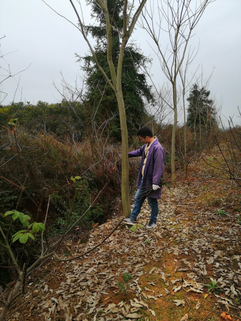 大量无患子树出售7年树欢迎参观考察
