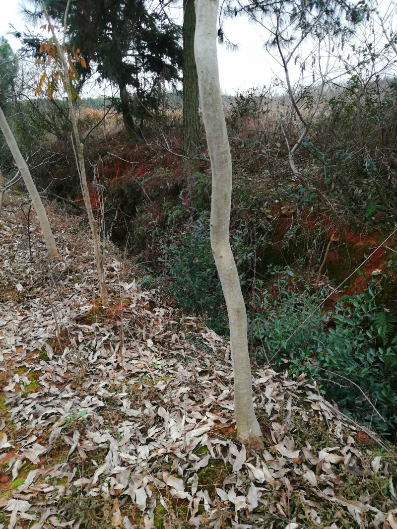 大量无患子树出售7年树欢迎参观考察