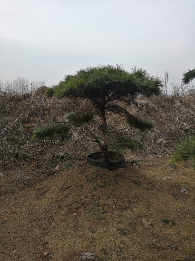 造型油松
